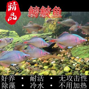 七彩高体鳑鲏精选成鱼冷水观赏鱼淡水好养耐活原生除藻小鱼送饲料
