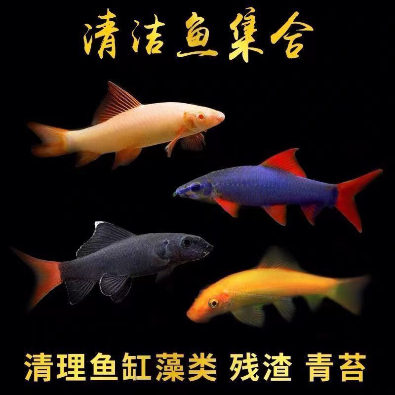 藻类专吃屎1111111111