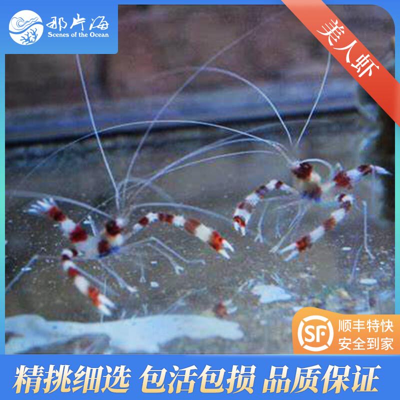 那片海 美人虾拳师虾樱花虾条纹清洁虾海水鱼 顺丰包活包损