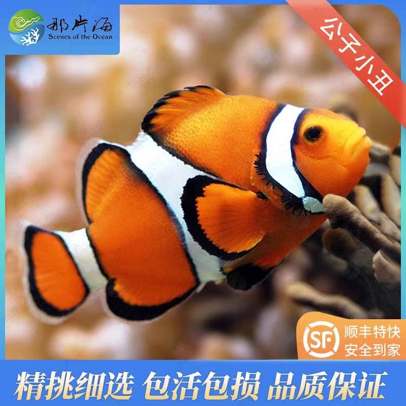 公子小丑尼莫海水鱼小丑鱼可混养宠物鱼那片海十年老店顺丰