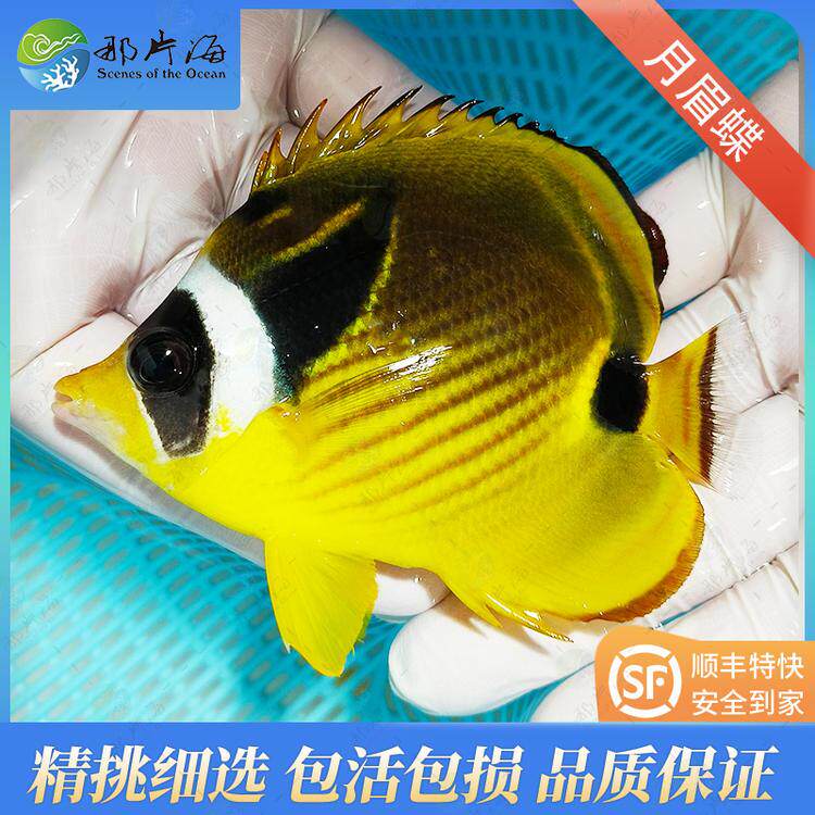 那片海月光蝶海水鱼观赏鱼活体宠物 顺丰发货