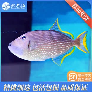 那片海 蓝面炮弹鱼海水鱼活体观赏 不分性别随机发 顺丰包活包损