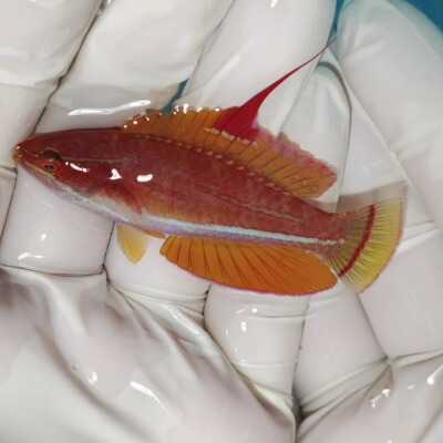 快闪龙宠物那片海观赏鱼