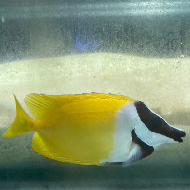 那片海十年老店 纯黄黄狐狸狐面臭肚鱼狐狸鱼素食顺丰宠物鱼