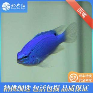 那片海 蓝魔蓝天堂雀鲷类闯缸鱼试水鱼海水鱼顺丰发