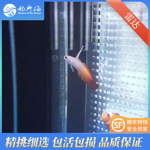 那片海雷达海水生物宠物