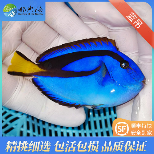 蓝吊多莉海水鱼活体吊类小丑鱼