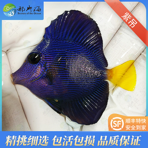 （下单前先联系咨询）紫吊 顺丰包活包损观赏鱼热带鱼活体宠物
