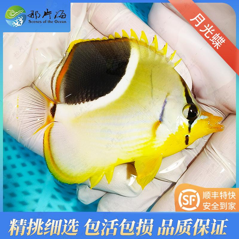 那片海月光蝶观赏鱼小丑鱼