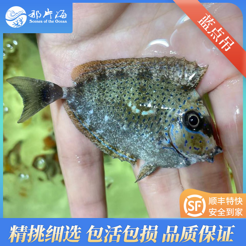那片海 蓝点吊适合混养易开口吊类瘤鼻天狗鲷海水鱼宠物鱼图片