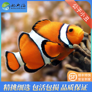 十年老店那片海 公子小丑鱼 状态超好尼莫鱼海水鱼 观赏鱼顺丰
