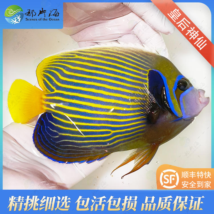 那片海 皇后神仙海水鱼观赏鱼活体宠物