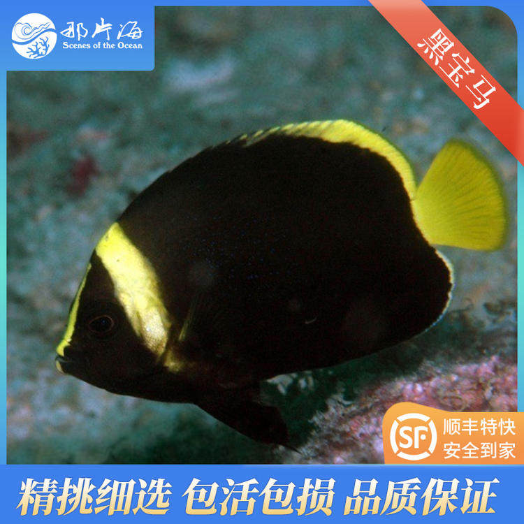 那片海 黑宝马海水观赏鱼活体宠物