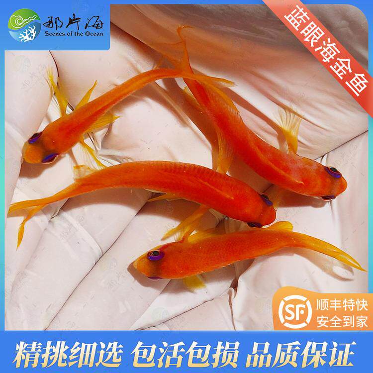 那片海 绿宝石蓝眼海金鱼蓝眼宝石 观赏鱼海水鱼活体宠物