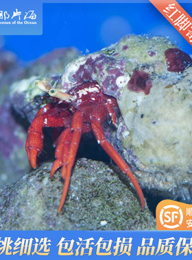 那片海红脚寄居蟹海水生物海水顺丰
