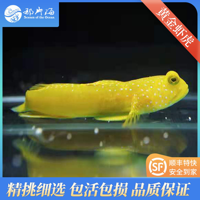 那片海 黄金虾虎 海水鱼活体宠物 顺丰包活包损