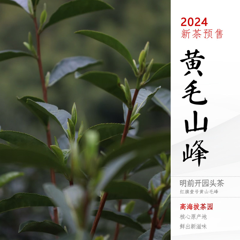 2026新茶现货 黄山毛峰 红旗壹号祁门绿茶 明前特级绿茶 春茶250g