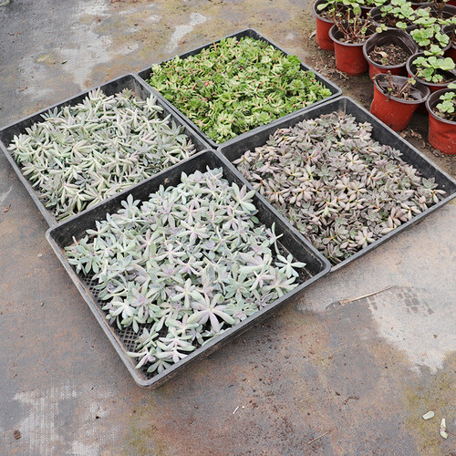 多肉植物铭月销量排行榜 多肉植物铭月品牌热度排名 小麦优选