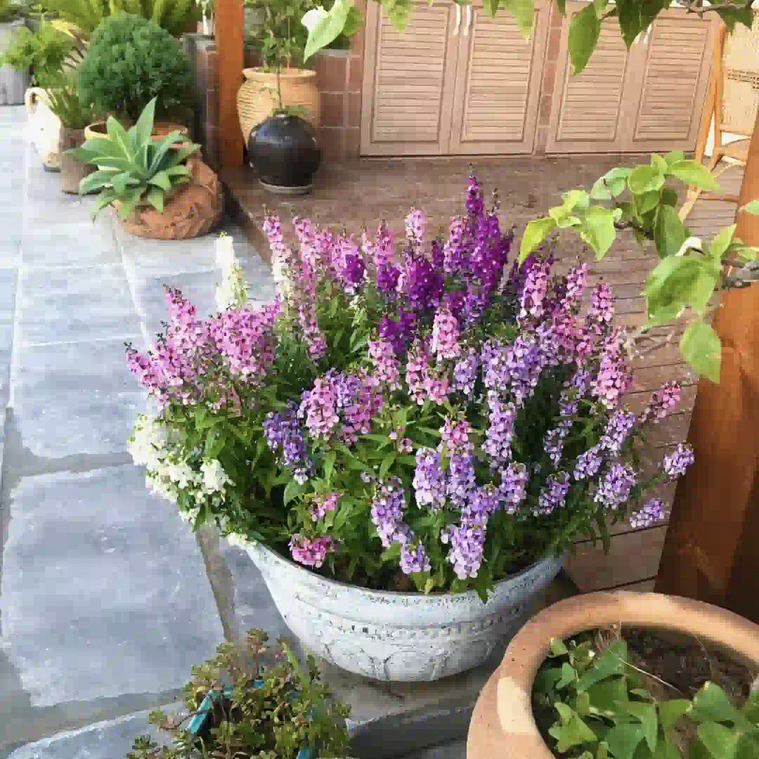 香彩雀盆栽庭院户外花园耐热小天使多年生好养活草本花卉花境植物