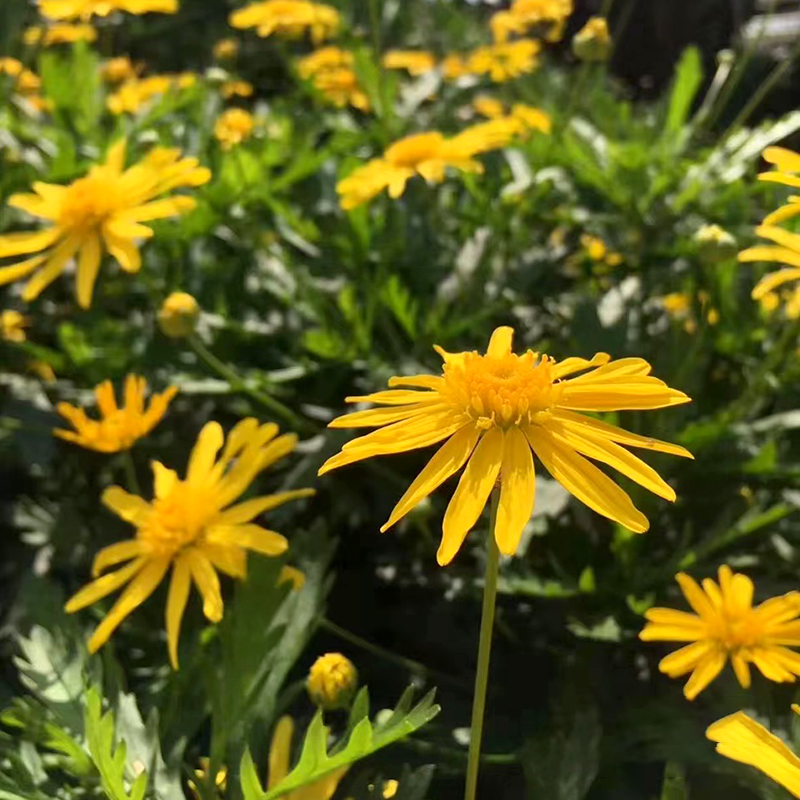 黄金菊盆栽观花庭院绿化地被植物多年生耐寒耐热花卉好养室外绿植