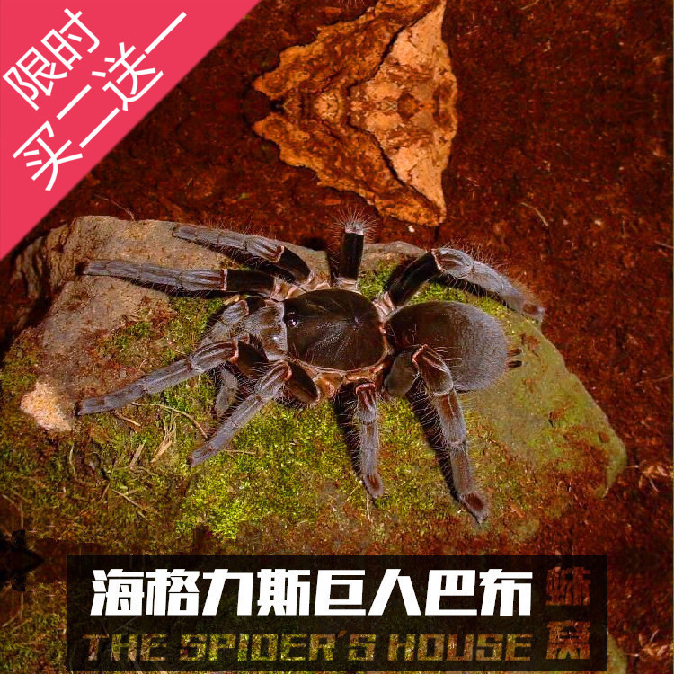 海格力斯巨人巴布 宠物蜘蛛活体8~10cm左右幼体大型巴布超帅