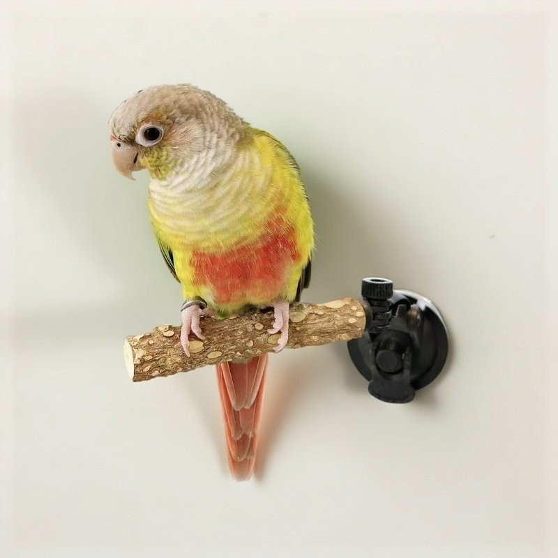 鹦鹉花椒木站杆吸盘磨爪棒车载站架定点排便专用玩具牡丹小太阳,宠物/宠物食品及用品,鸟类站杆,淘宝优惠券,粉丝福利购,淘宝优惠卷