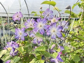 铁线莲盆栽新品 天鹅湖爬藤攀援植物花卉阳台盆栽好养绿植四季 大花