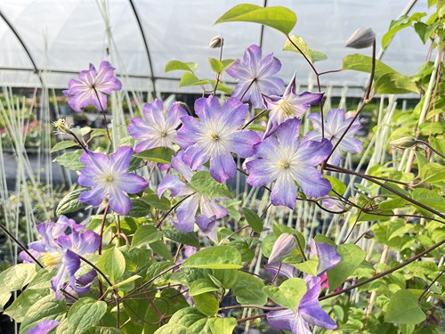 铁线莲盆栽新品天鹅湖爬藤攀援植物花卉阳台盆栽好养绿植四季大花