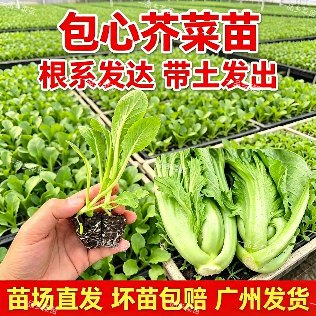 大叶芥菜秧苗带土球四季阳台高产