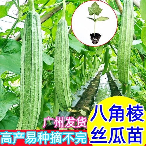 棱角丝瓜苗秧耐热八角棱丝瓜秧苗