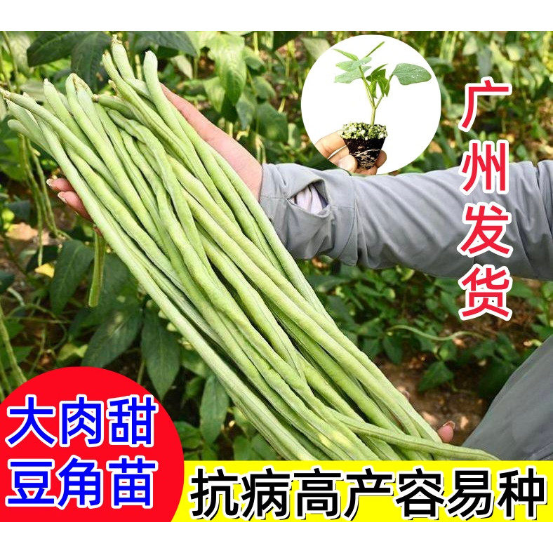 广东大肉甜豆角苗爬藤清甜爽口高产耐热阳台盆载田珠仔长豆角秧苗