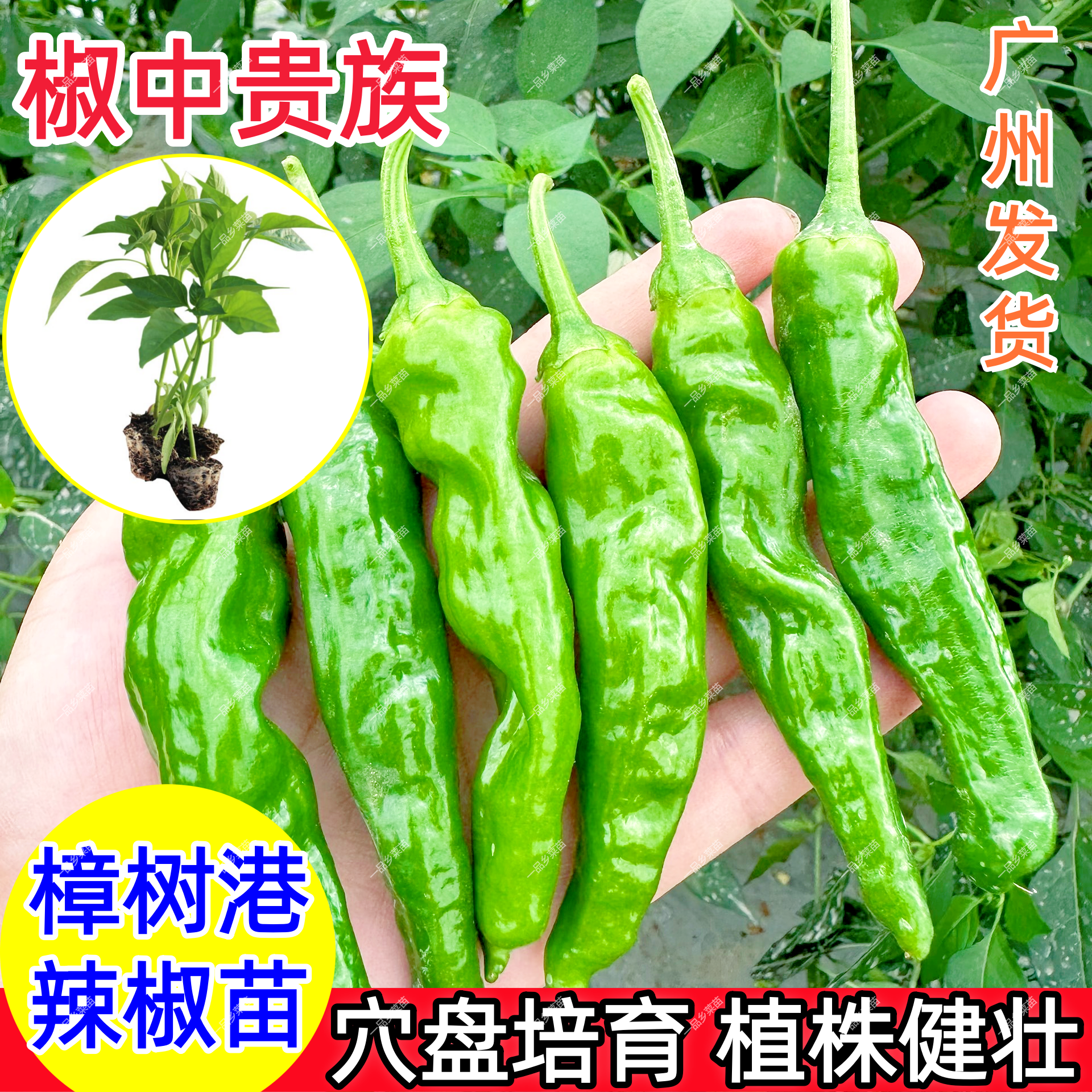 樟树港辣椒苗秧发财椒辣椒苗