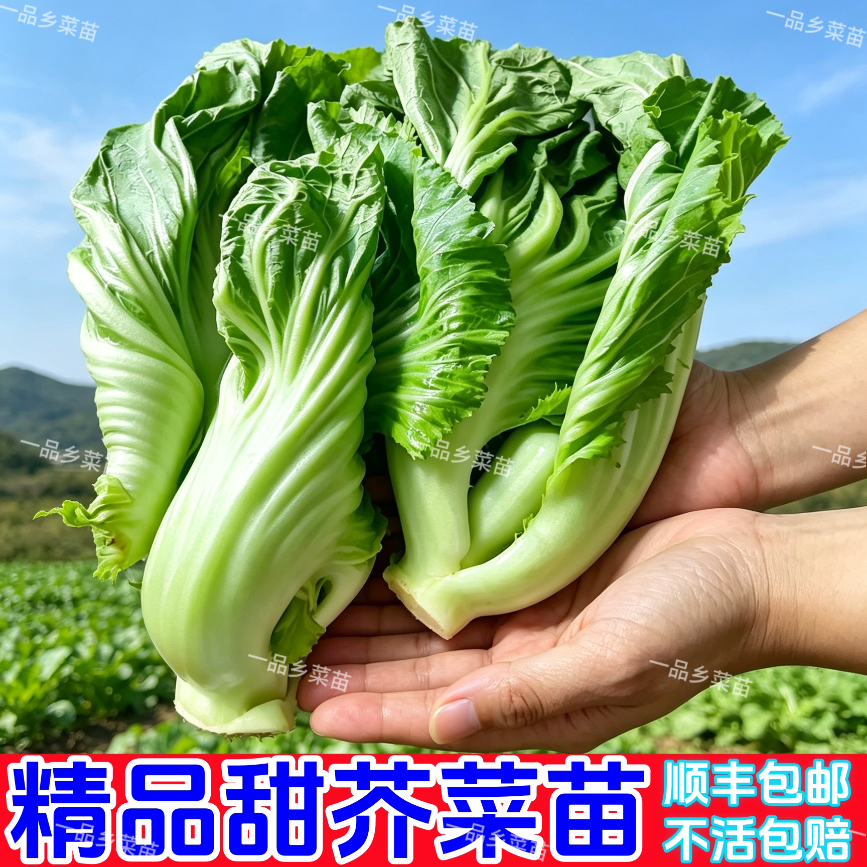 大叶芥菜秧蔬菜苗带土球广东发货