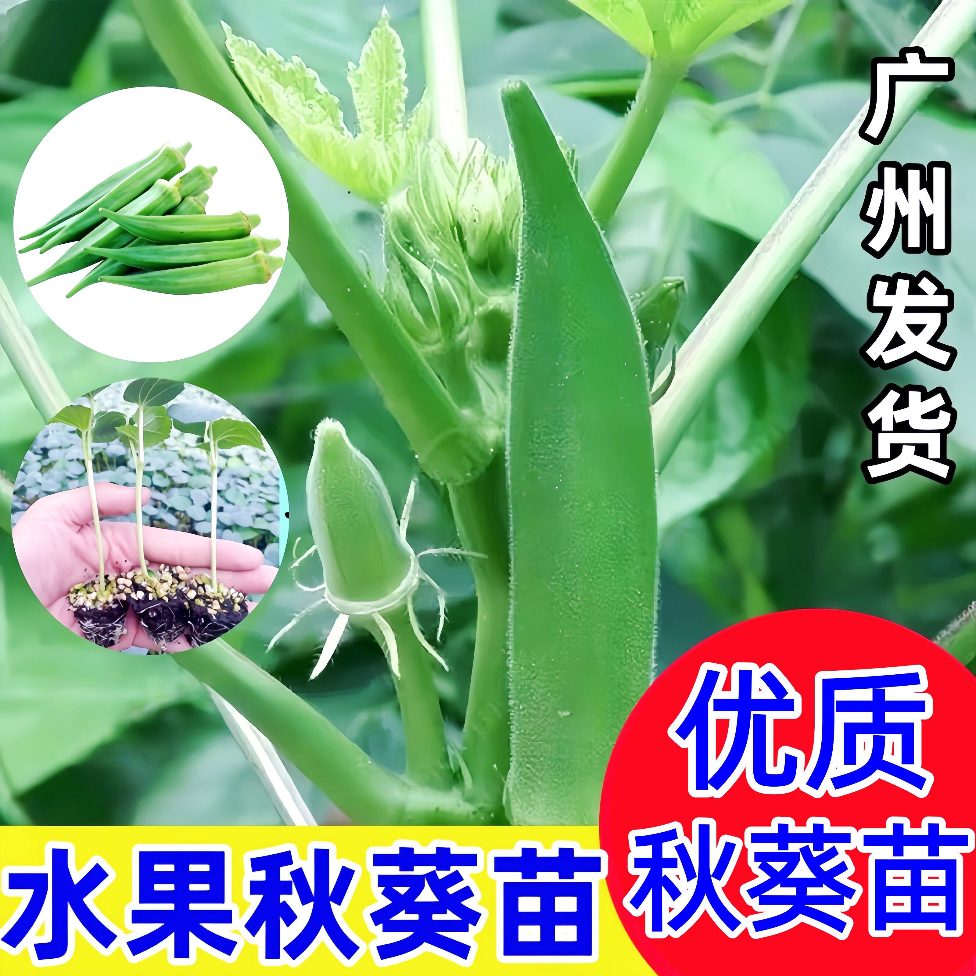 广东秋葵苗绿秋葵秧苗蔬菜苗秧带土发货现拔现发高产易种阳台农田