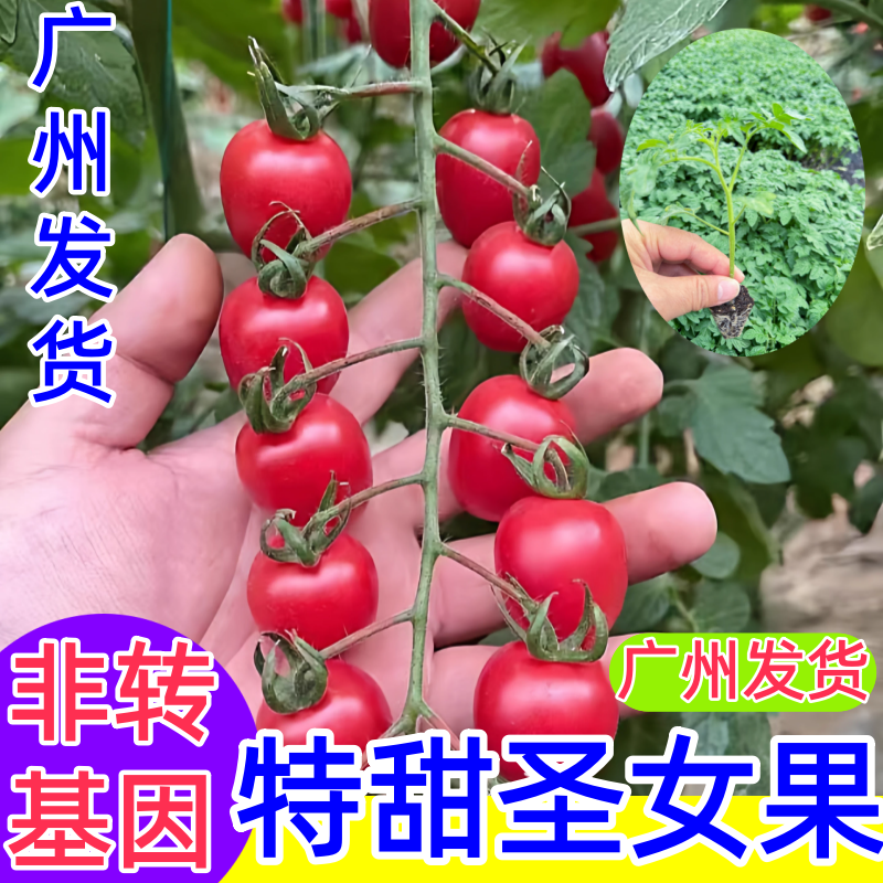 千禧圣女果苗秧瀑布小番茄苗樱桃西红柿苗矮生黄色四季盆栽蔬菜苗
