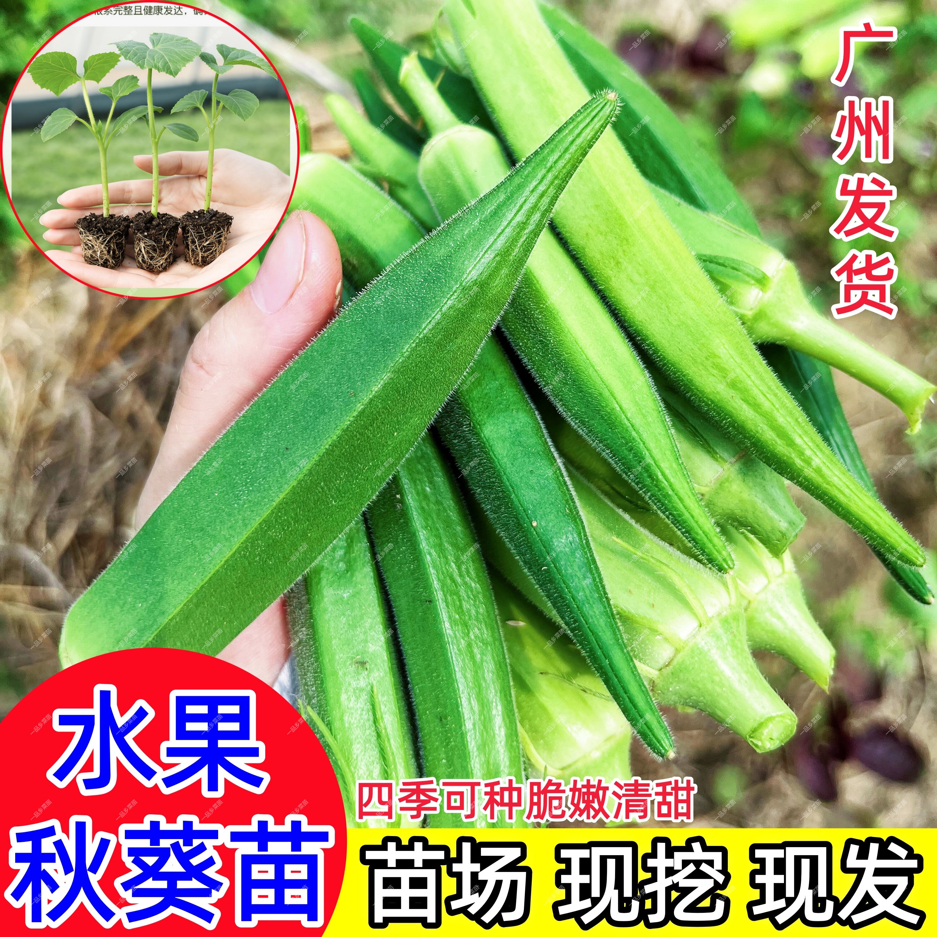 秋葵秧苗蔬菜水果秋葵苗带土盆栽