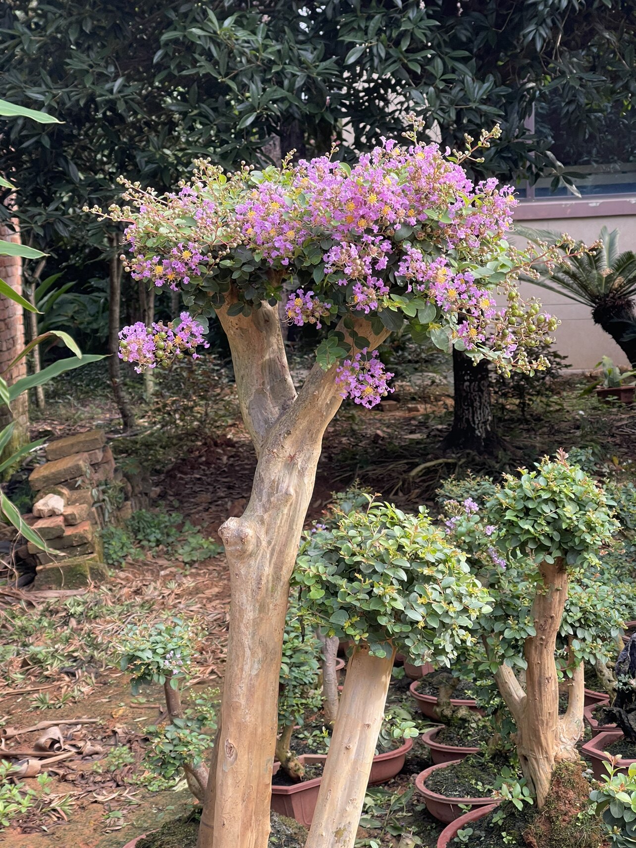新客减【一物一拍】小叶紫薇盆景老桩红花紫花紫薇百日红