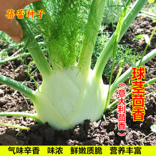 意大利球茎茴香种籽四季盆栽结球回香种子春秋季播阳台蔬菜种孑籽