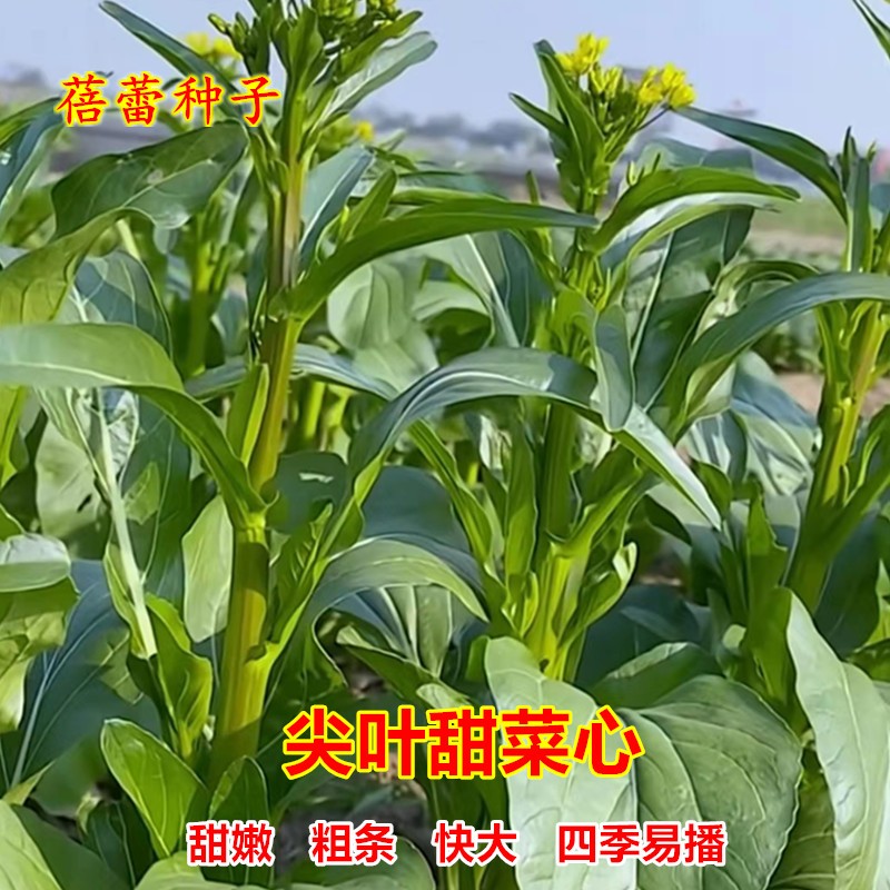 尖叶菜心种子广东甜菜心四季青菜