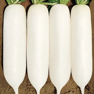 韩国白玉春白萝卜种子种孑九斤王特大白萝卜种籽秋季耐寒蔬菜种孑