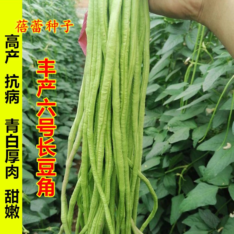 豆角六号丰产种子长高产架豆厚肉油白豇豆种籽春秋季阳台蔬菜种孑