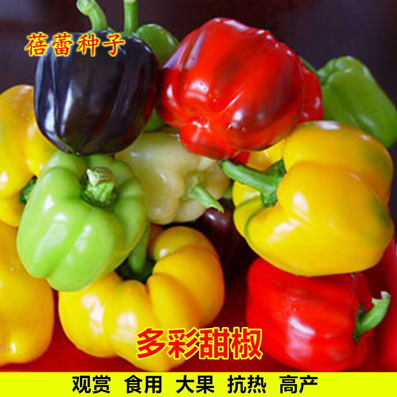 五彩甜椒种子观赏食用灯笼椒圆椒四季盆栽辣椒高产厚肉青椒蔬菜孑