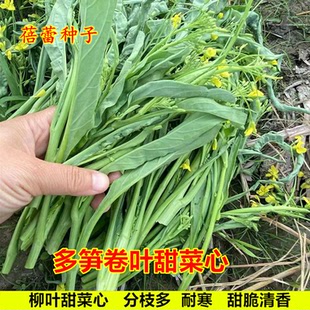 多笋卷叶甜菜心种子广东柳叶菜心白菜薹菜苔种籽耐寒高产蔬菜种孑