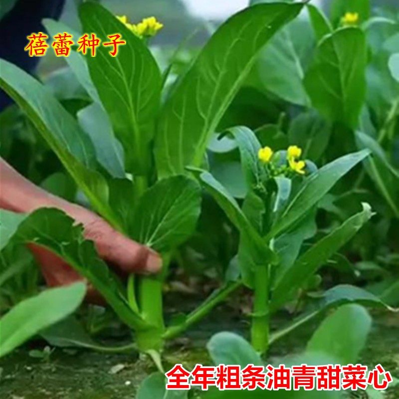 全年粗条油青甜菜心种子早熟广东油菜心籽耐热四季青菜阳台蔬菜孑,鲜花速递/花卉仿真/绿植园艺,家庭园艺种子,淘宝优惠券,粉丝福利购,淘宝优惠卷