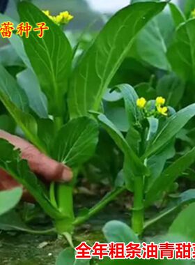 全年粗条油青甜菜心种子早熟广东油菜心籽耐热四季青菜阳台蔬菜孑