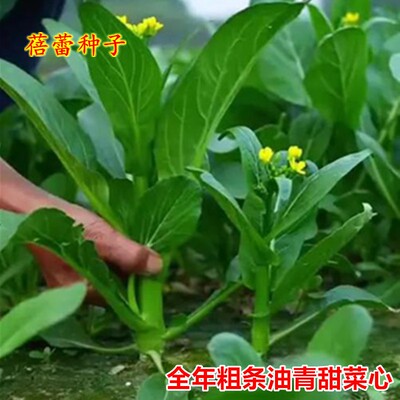 全年粗条油青甜菜心种子早熟广东油菜心籽耐热四季青菜阳台蔬菜孑
