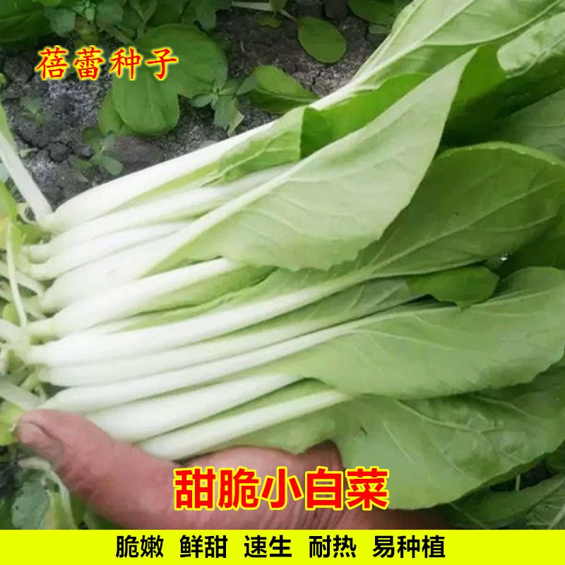 甜脆小白菜种子四季小白菜耐热白梗青菜农家阳台盆栽蔬菜种籽孑