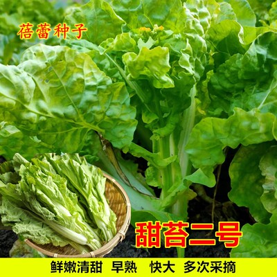 甜苔二号甜菜心种子高产白菜苔芯种籽四季小青菜盆栽秋季蔬菜种孑