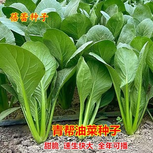 青帮油菜种籽上海青青梗菜种子盆栽青菜籽四季播蔬菜孑籽阳台白菜