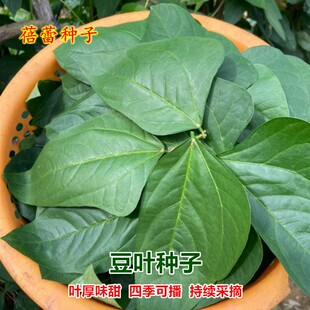 豆叶种子豆角叶食用可煮汤煲汤鲜嫩菜豆角叶种籽农家特色蔬菜种孑